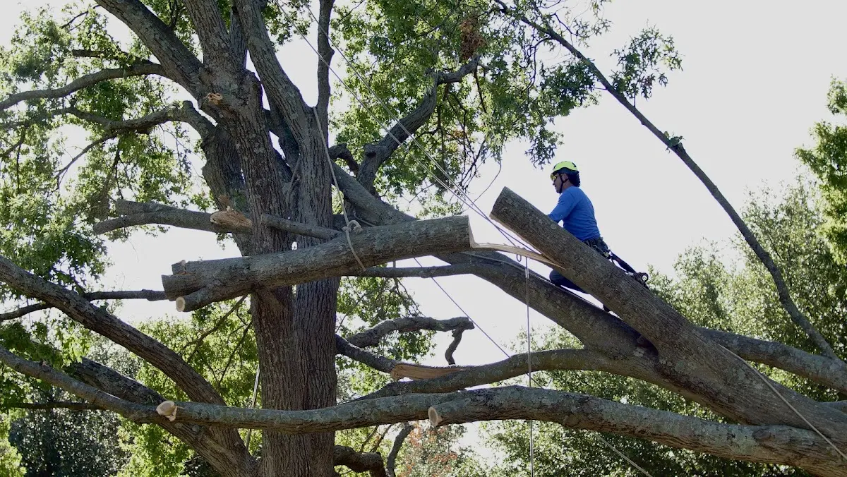 Professional Crown Thinning performed by certified arborists in Strum